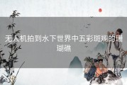 无人机拍到水下世界中五彩斑斓的珊瑚礁